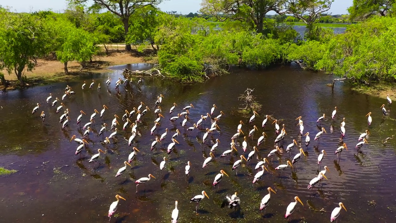 有湖和鸟的库马纳国家公园视频素材