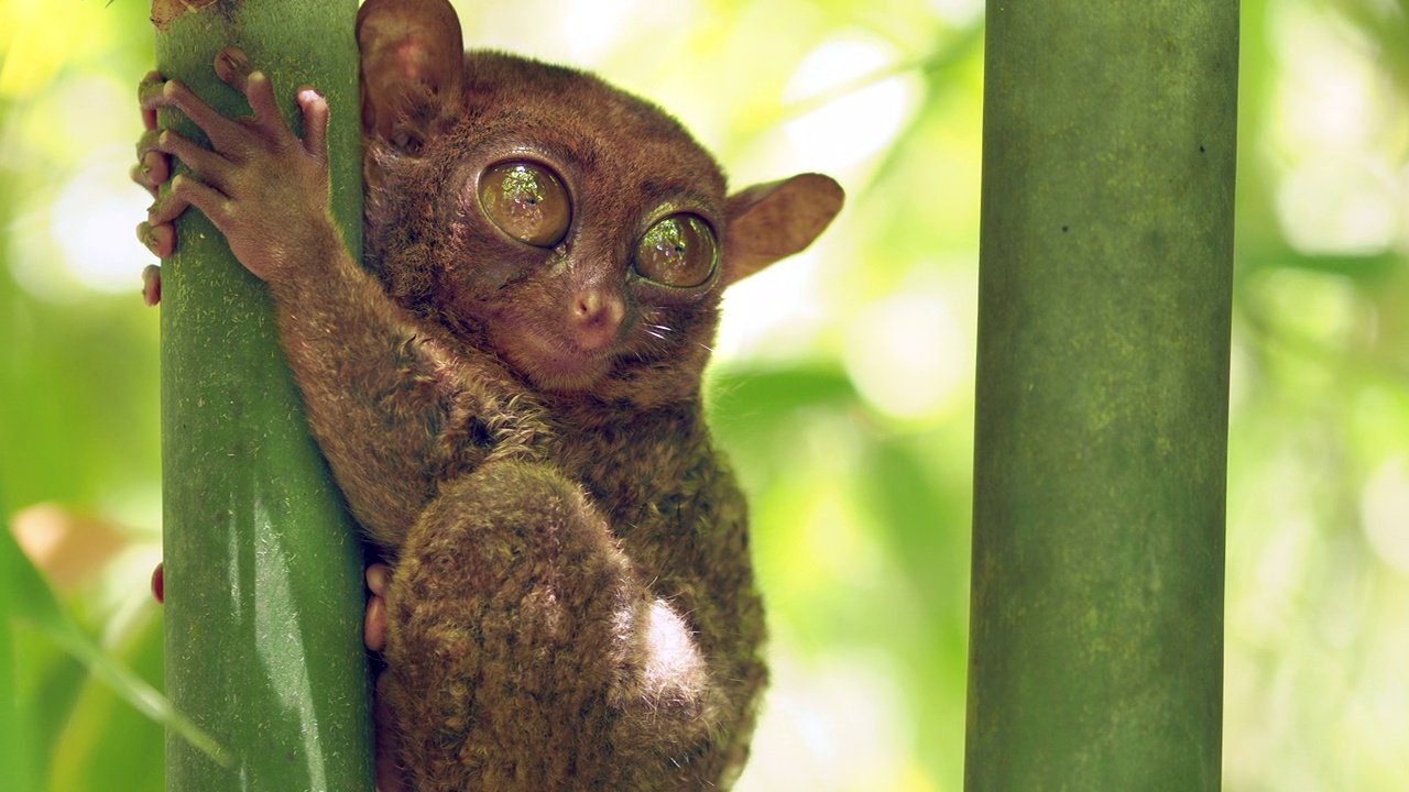 菲律宾眼镜猴在其自然栖息地，薄荷岛，菲律宾视频素材