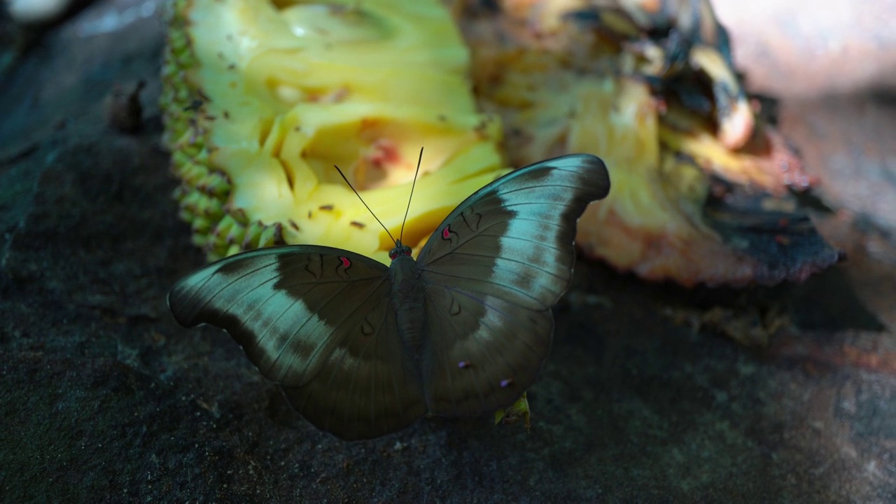 热带雨林蝴蝶在黄色菠萝蜜上的特写视频下载