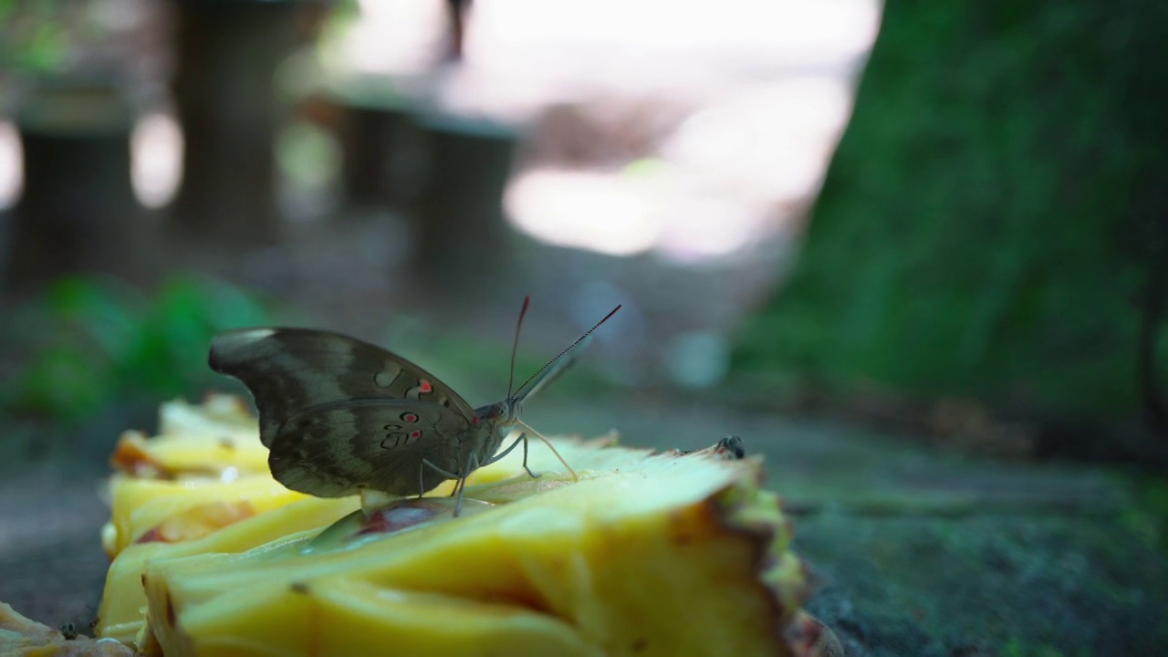 热带雨林蝴蝶在黄色菠萝蜜上的特写视频素材