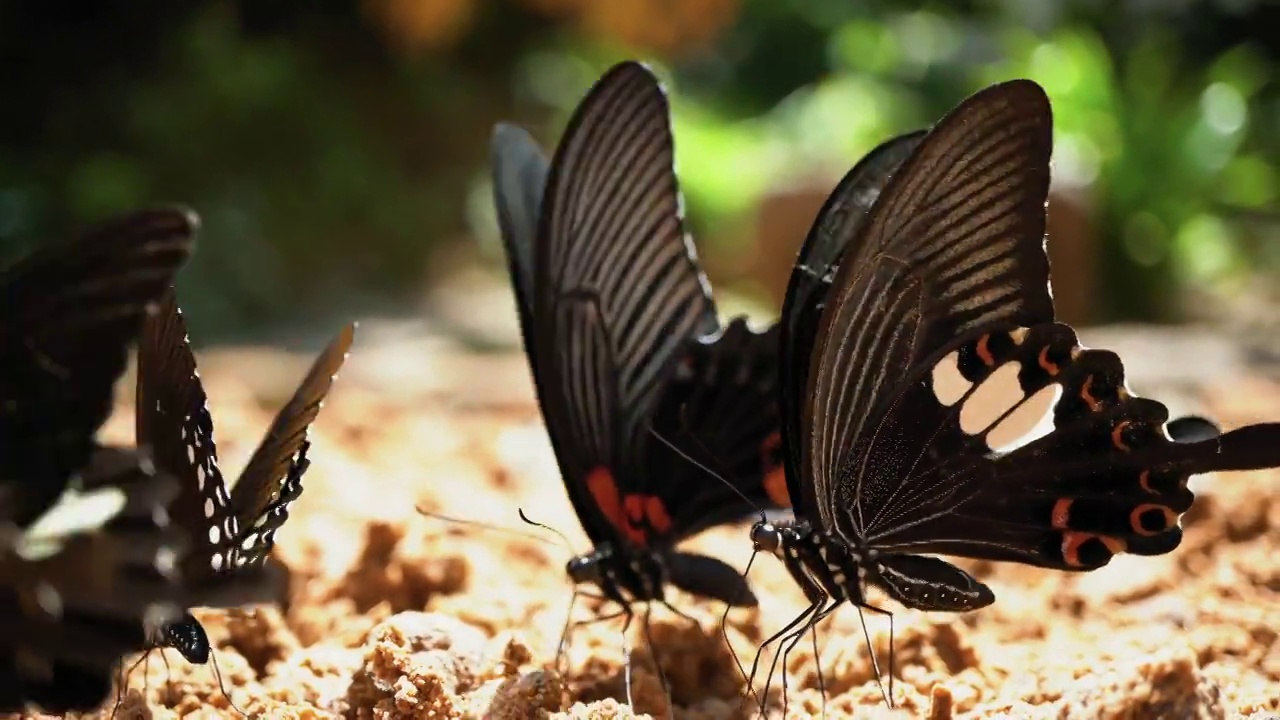 靠近热带雨林蝴蝶飞行和休息在地面上视频下载