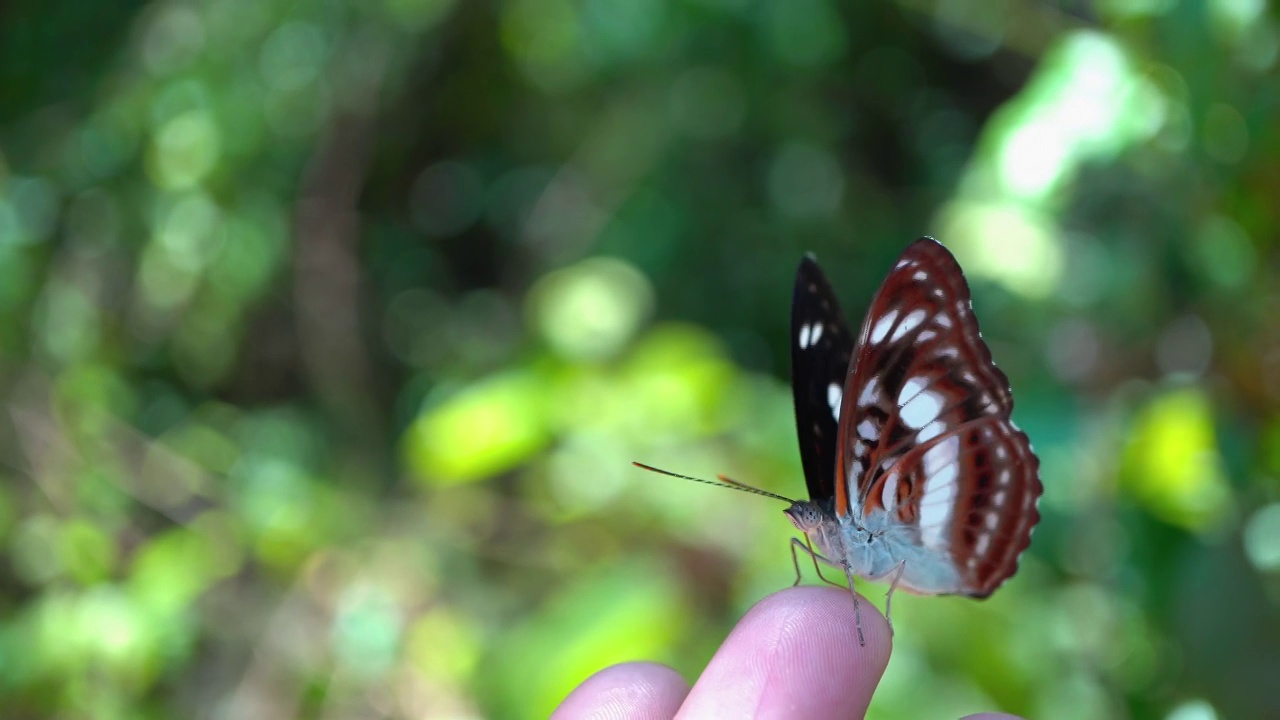 热带雨林蝴蝶在人类手上的特写镜头视频素材