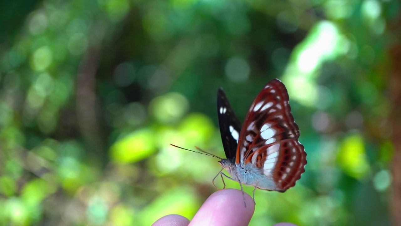 热带雨林蝴蝶在人类手上的特写镜头视频素材
