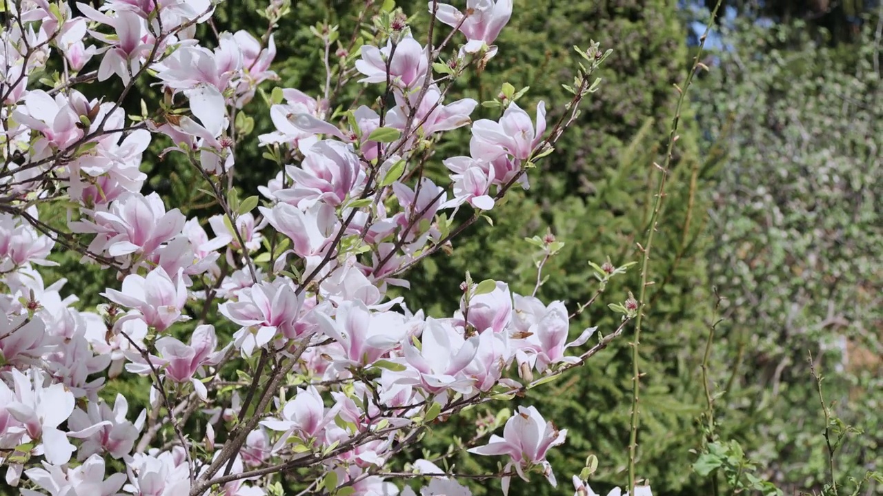 树枝上盛开着粉红色的白玉兰花，玉兰花树在绿色的春天视频下载