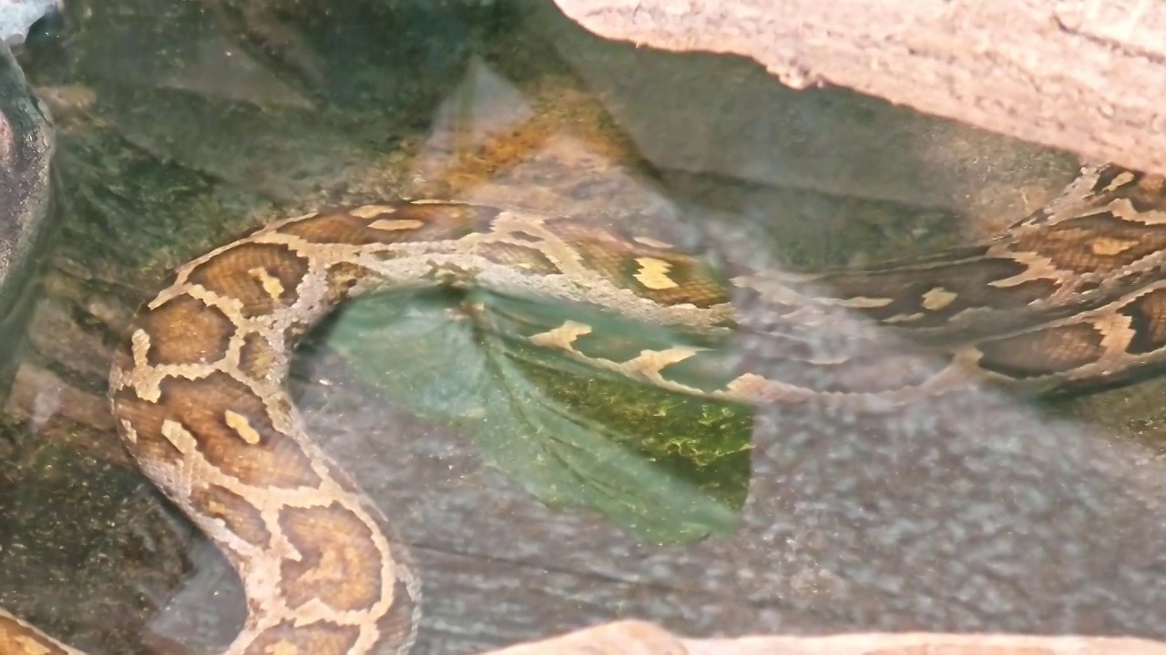 斯里兰卡蟒蛇视频素材