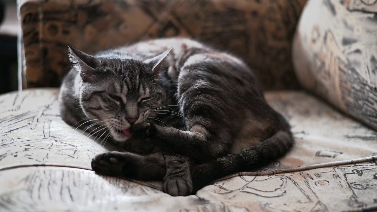 昏昏欲睡的虎斑猫舔着爪子视频下载
