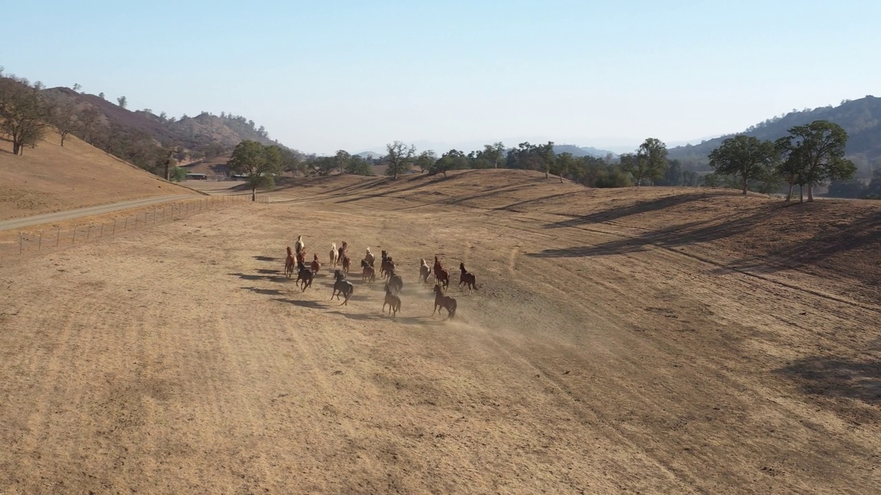俄勒冈州的风景，一群群野马一起驰骋，鸟瞰视频素材