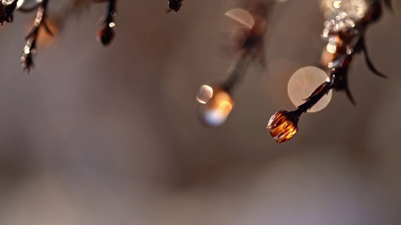 从花上滴下来的水滴视频下载