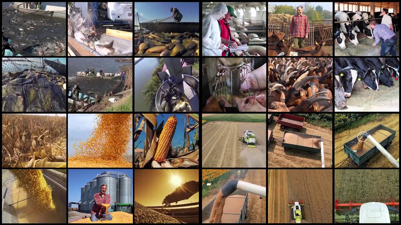 农业生产，产量和生产力多屏幕视频蒙太奇视频素材