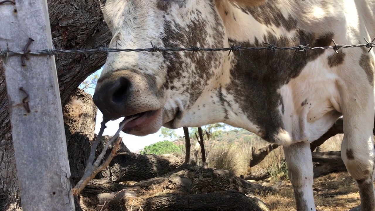 反刍牛在铁丝网后面吃东西视频素材