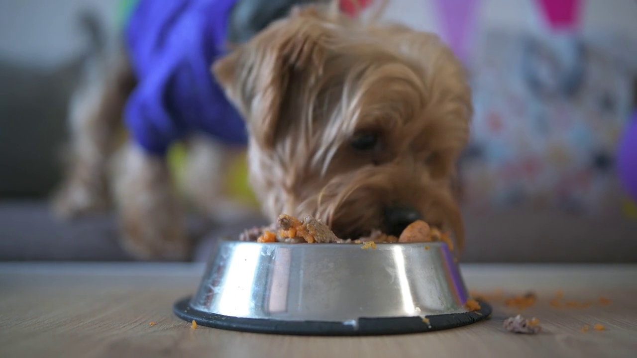 快乐的约克郡狗正在吃生日蛋糕视频素材