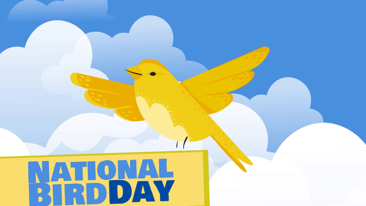 数字动画国家鸟类日文字旗帜和黄色的鸟图标在天空的云层视频下载