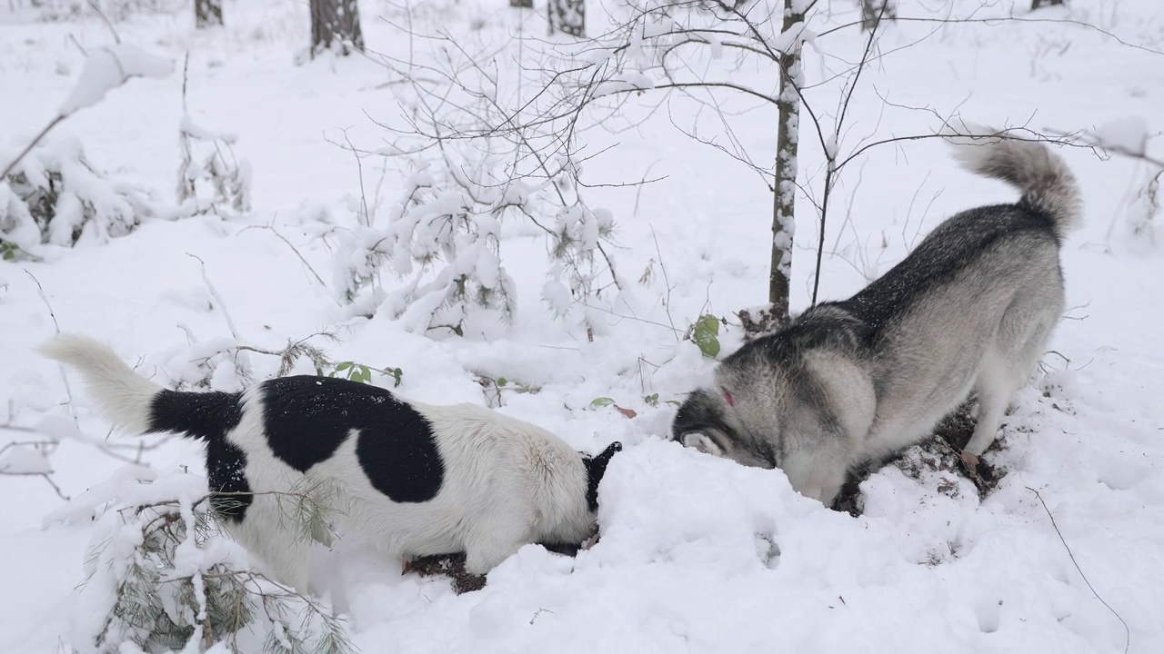 两只狗正在森林里挖洞。视频下载