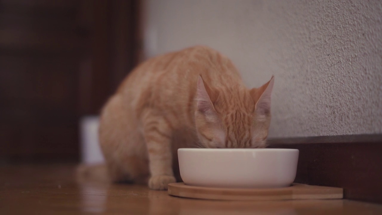 饿猫吃视频下载