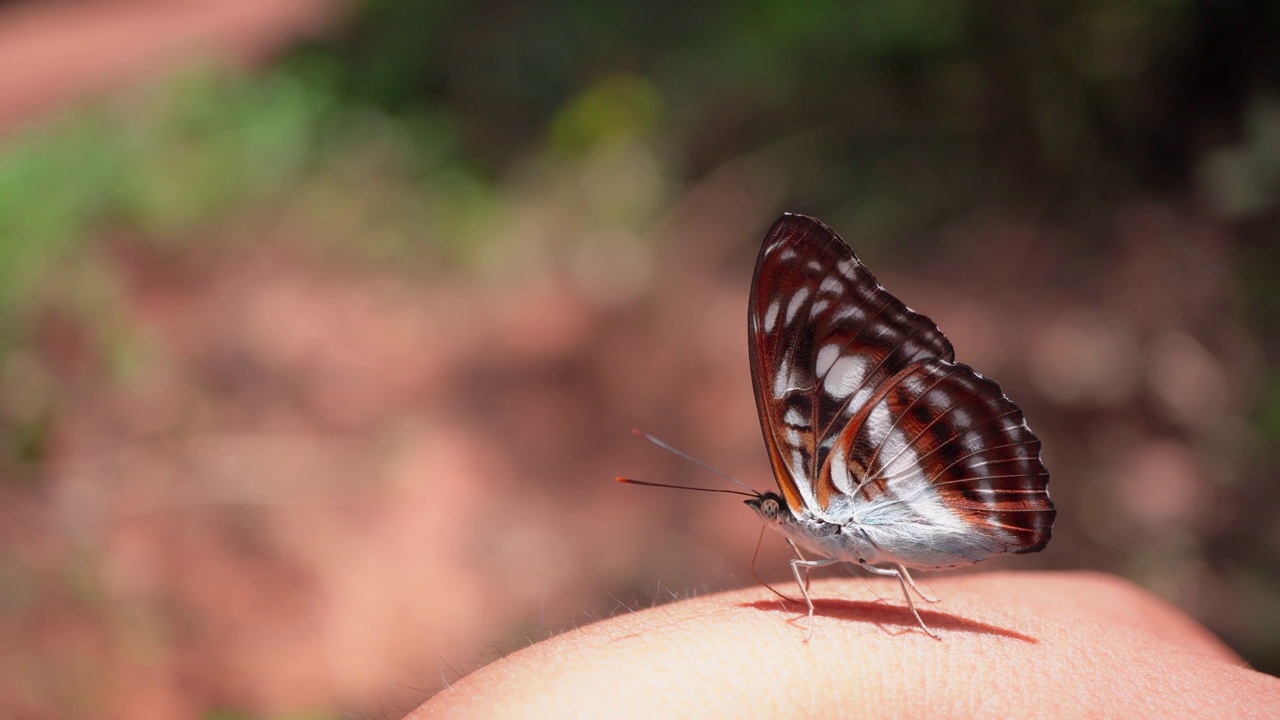 热带雨林蝴蝶在人类手上的特写视频素材