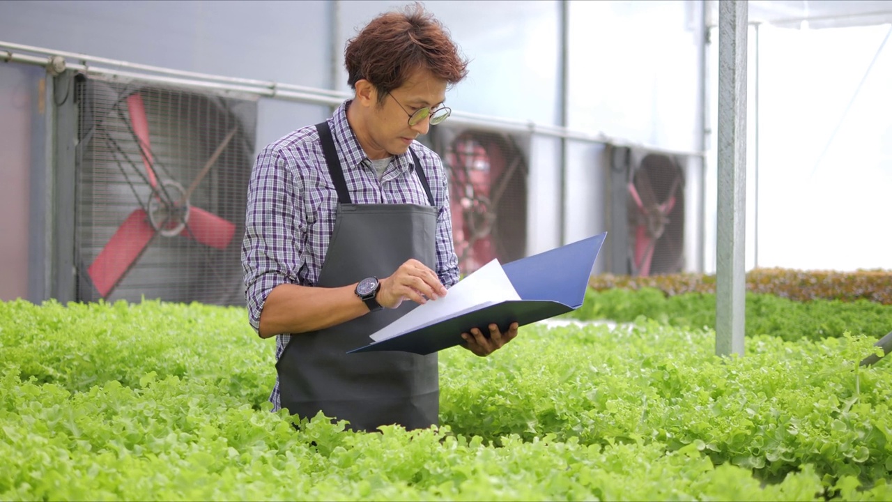 亚洲男性农场主检查有机水培蔬菜在温室农场的质量和数量视频下载