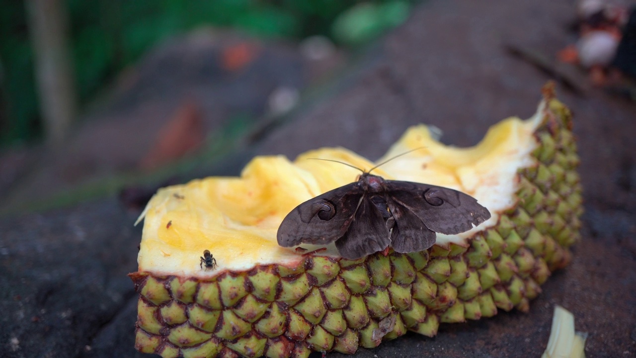 热带雨林蝴蝶在黄色菠萝蜜上的特写视频下载