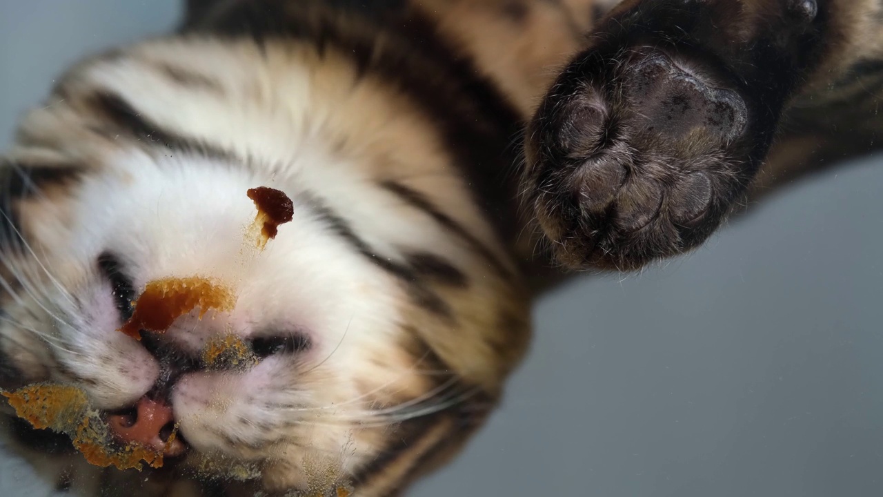 猫用毛团舔麦芽糊。底部视图。透明的表面。你可以清楚地看到舌头是如何工作的，当舔浆糊。宠物护理。防止羊毛在胃里堆积视频下载
