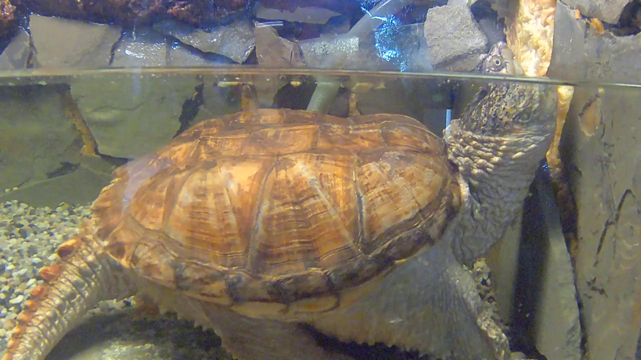 淡水龟视频素材