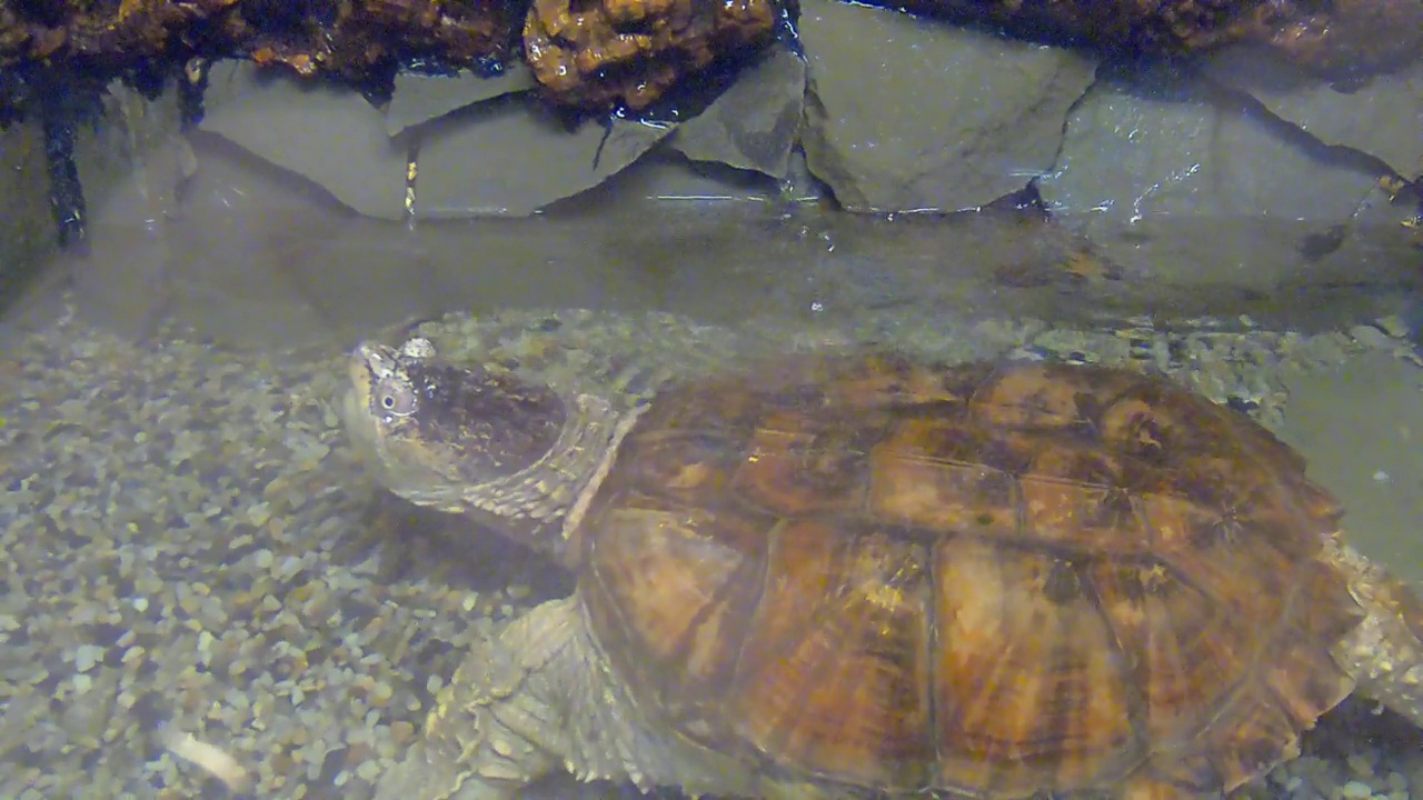 水龟视频素材