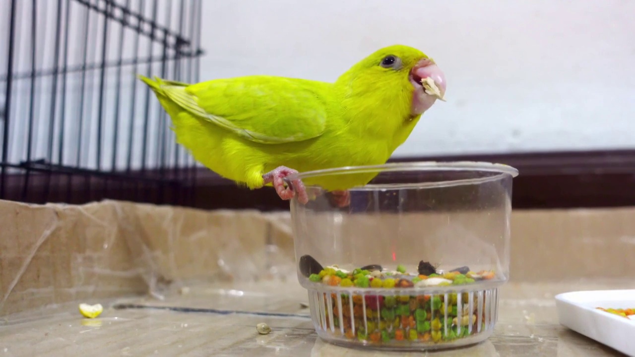 小forpus鹦鹉正在吃杯子里的种子植物视频下载