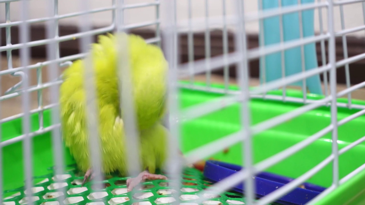 小forpus鹦鹉正在剪他的羽毛在小鸟舍，4K分辨率视频下载