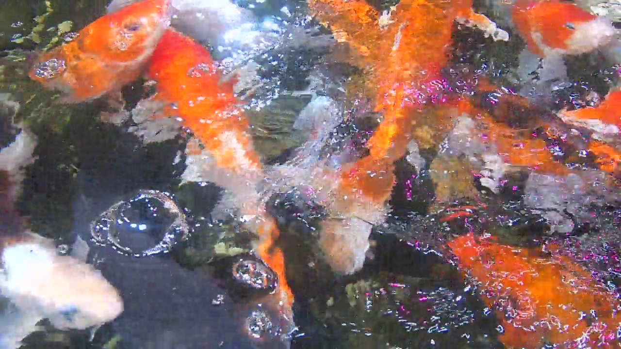 大池塘里的金鱼视频素材