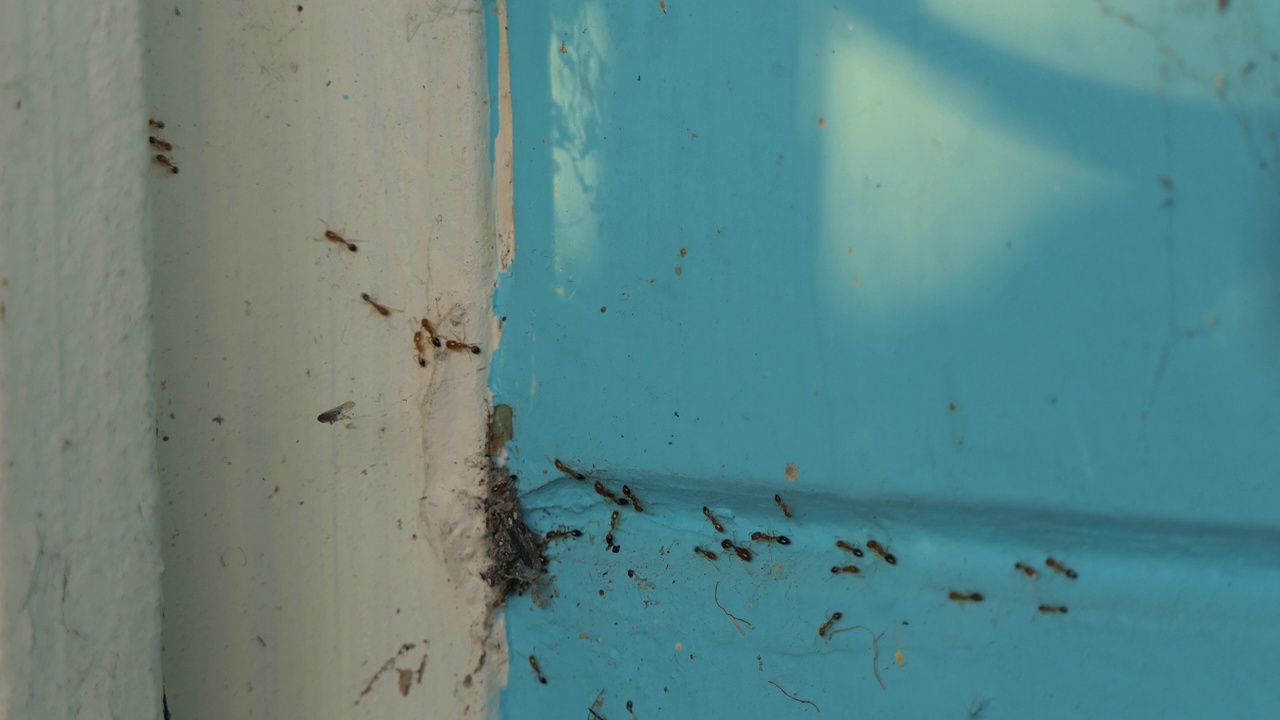 红蚂蚁在墙上爬行。视频素材