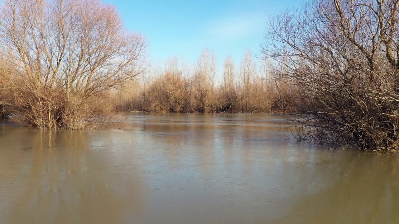 冬天的下午，被洪水淹没的树林里的树木视频素材
