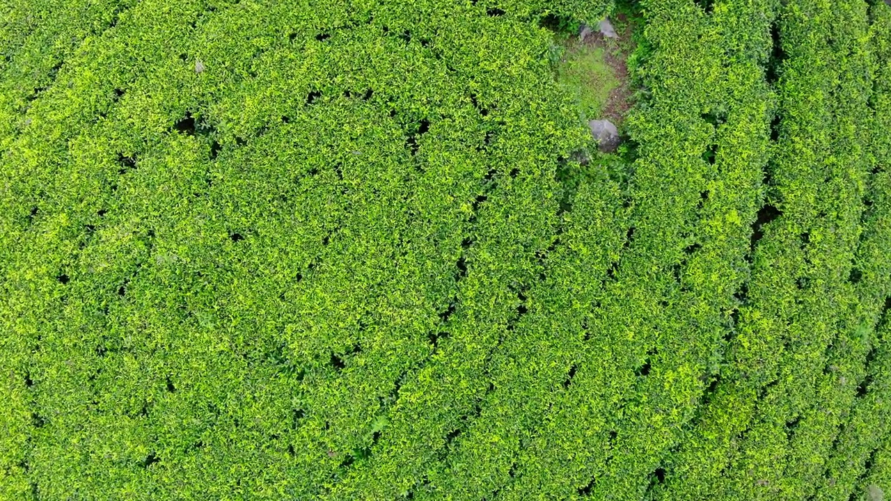 锡兰绿茶种植园飞下无人机观看4K视频。异国旅游或茶叶种植农业的概念。Haputale,斯里兰卡。视频素材