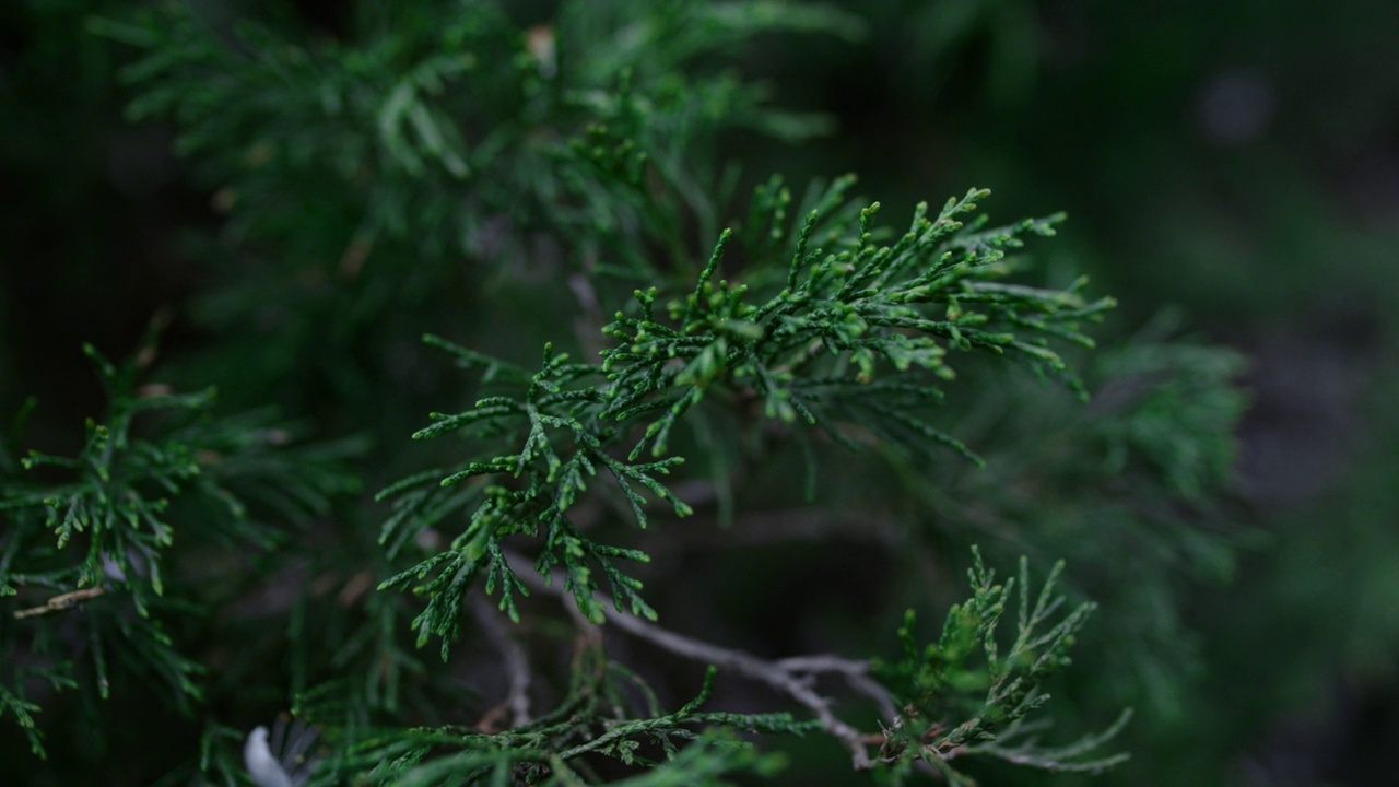 青翠翠枝随风摇曳的装饰针叶植物。常绿树叶视频素材