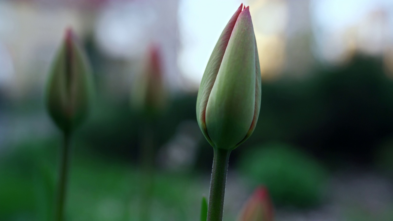初春，绿色的郁金香盛开。春天花园的寒冷天气。视频素材