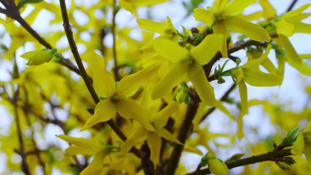 大灌木的小黄花随风在美丽的花园里摇曳。视频素材