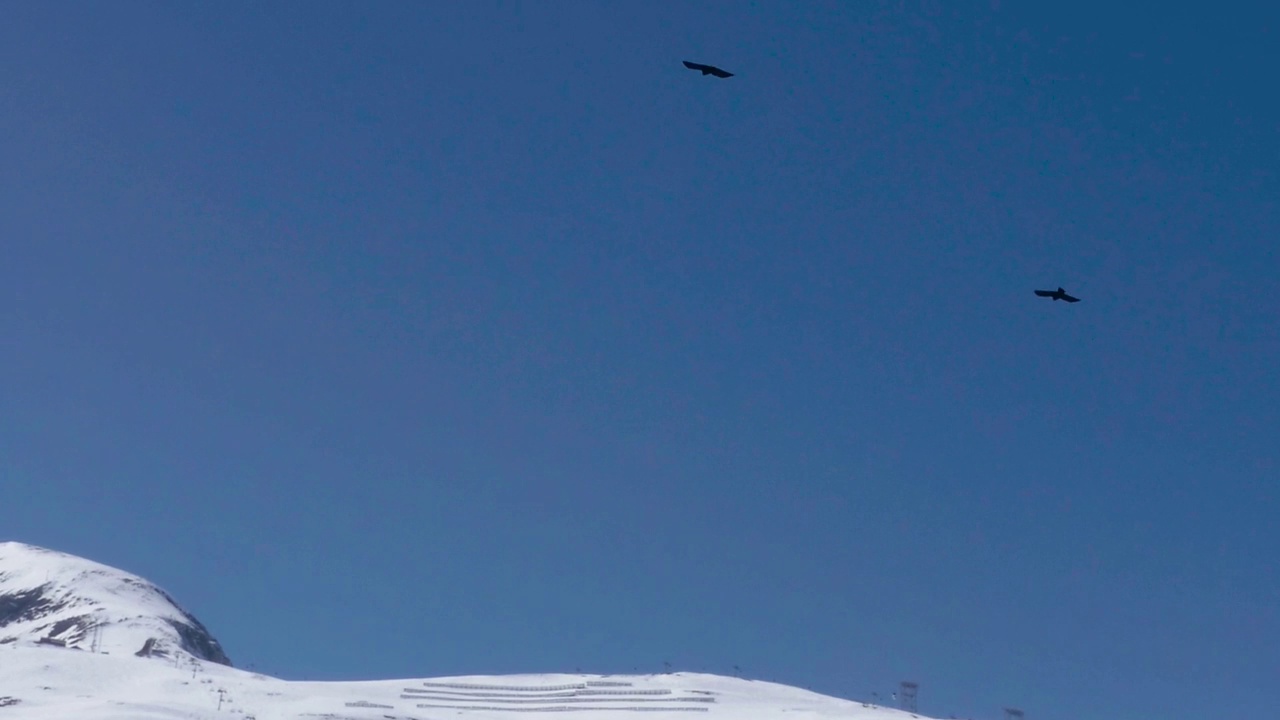 白雪皑皑的深山之上，蓝天上黑乌鸦在飞翔视频下载