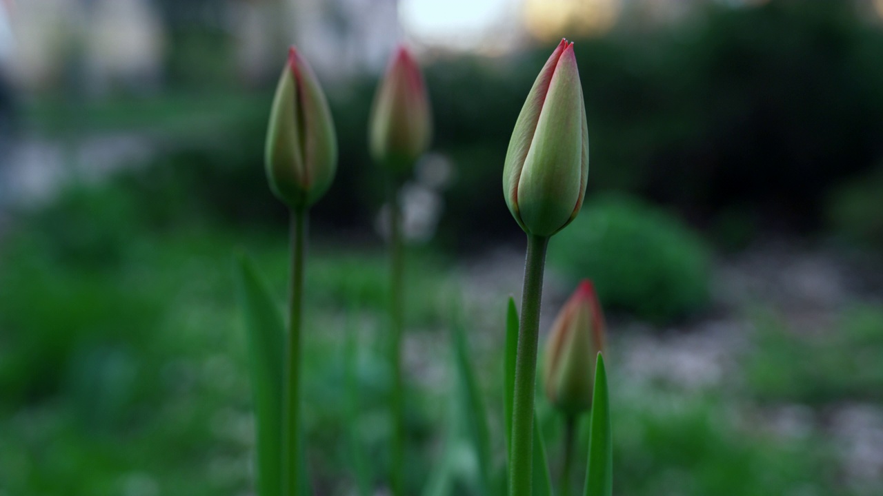 初春，美丽的郁金香在花园里盛开。花园里的黑暗时光。视频素材