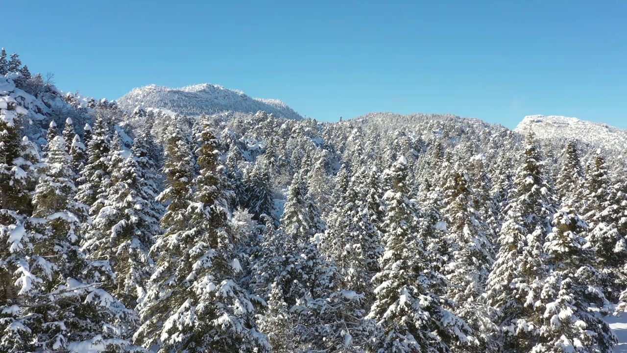 雪覆盖的森林视频素材