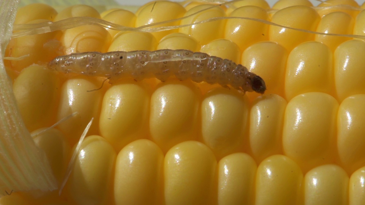 虫子爬在玉米棒上视频下载