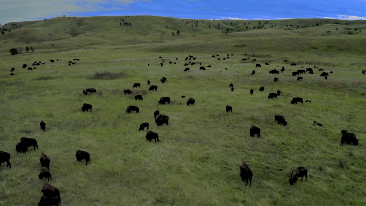 美国野牛，也被称为布法罗，在南达科他州卡斯特州立公园视频下载