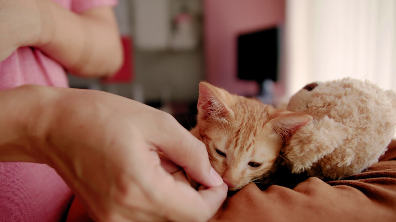 主人正在猫主人的房子里喂养和愉快地训练可爱的小猫。视频下载