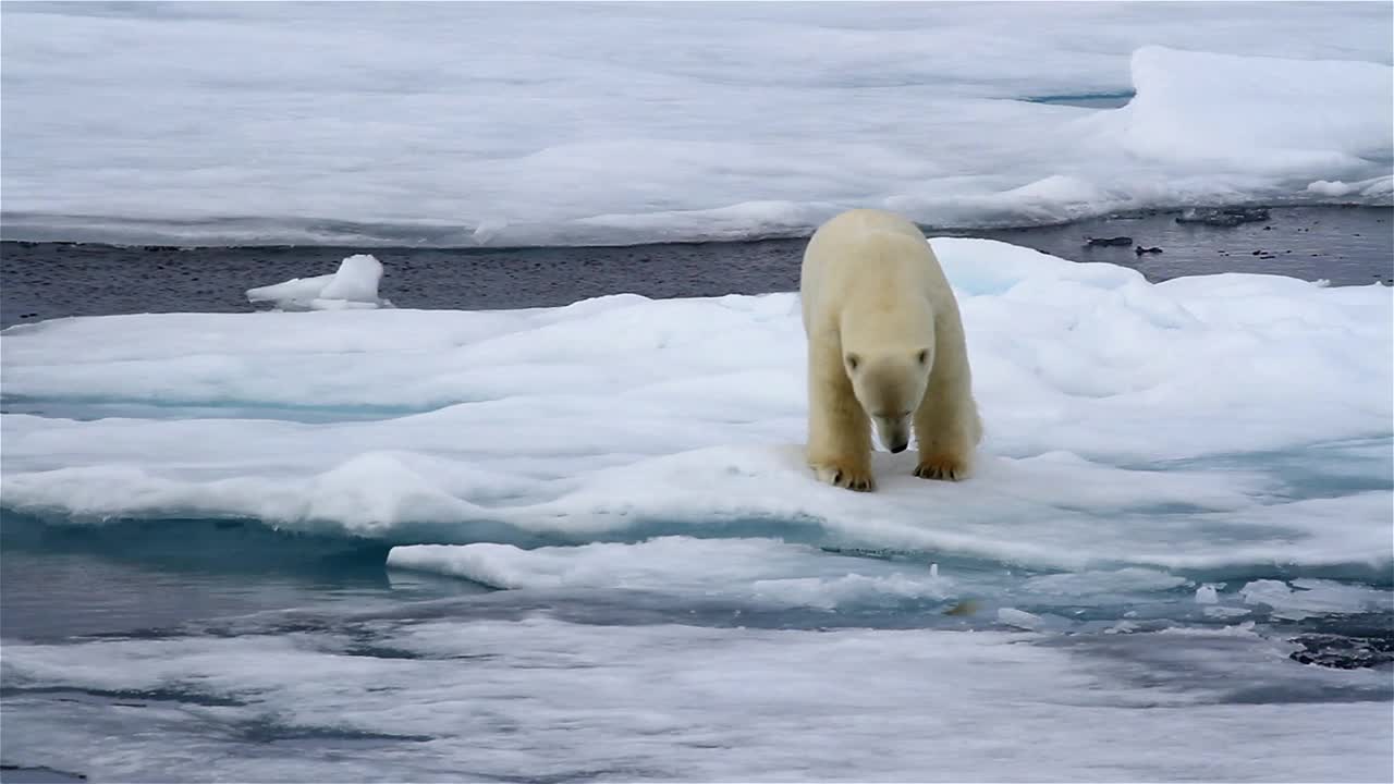 北极熊行走在脆弱的冰上，北冰洋，斯瓦尔巴群岛视频素材