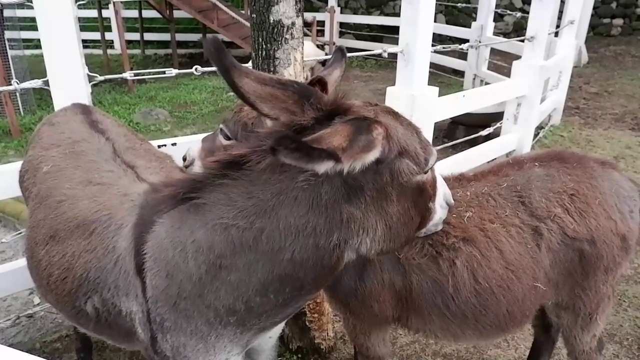 驴子互相拥抱视频素材