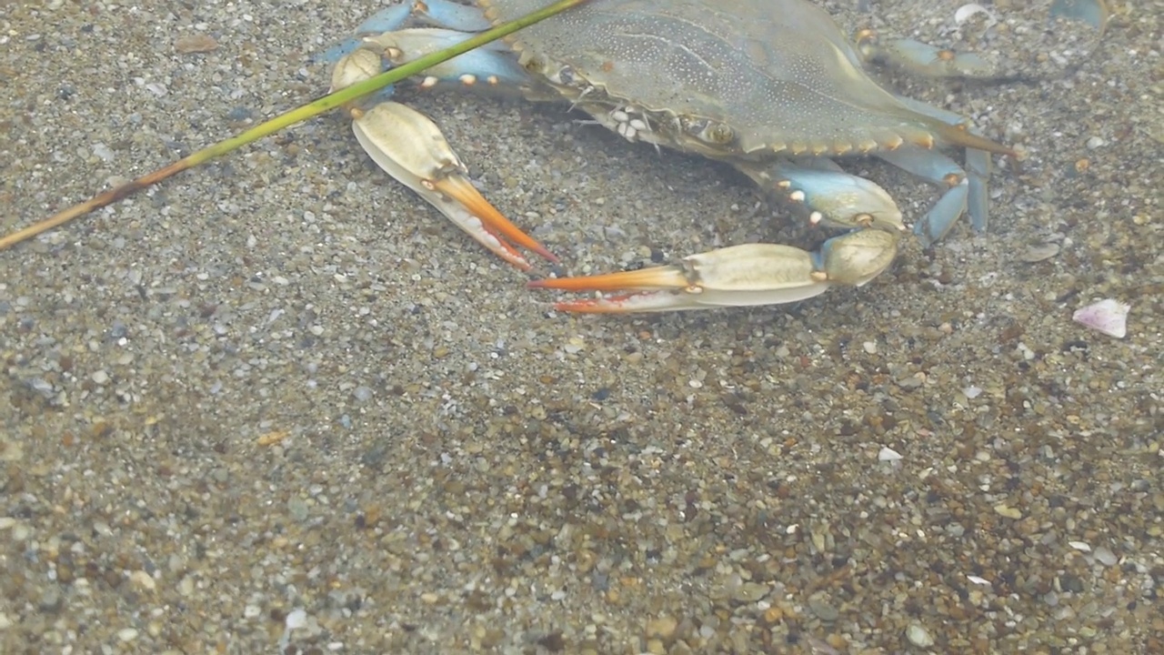 一只海蟹在爱琴海的海底行走。视频下载
