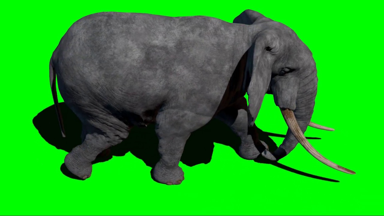 大象在绿色屏幕上行走视频下载