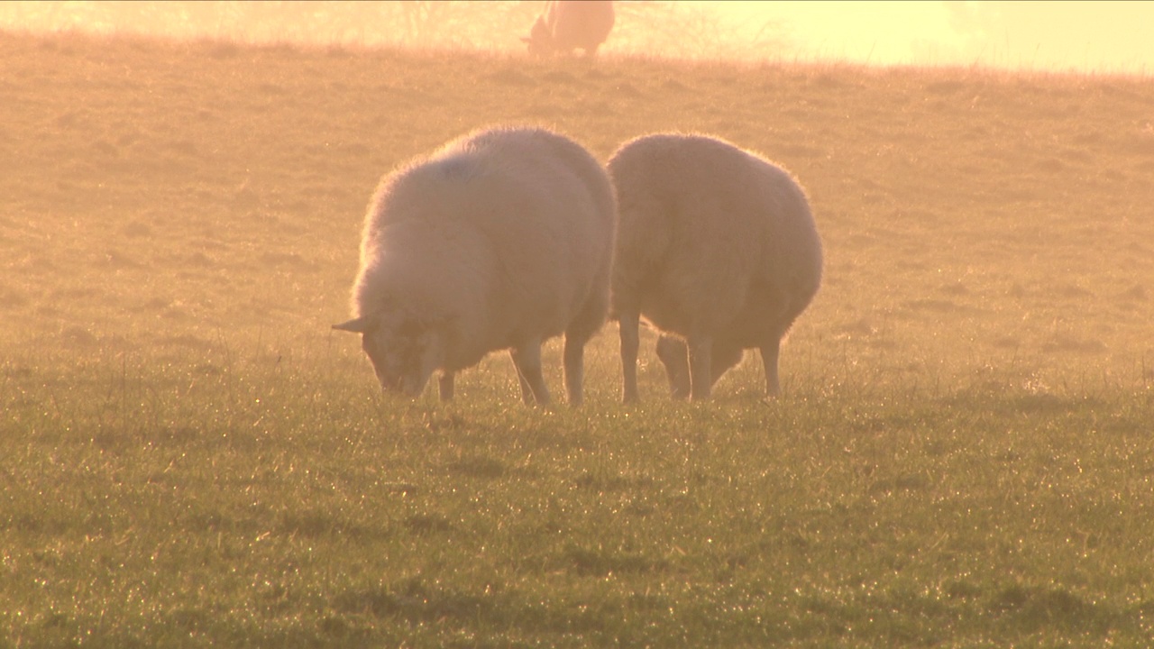 日出时吃草的羊视频素材