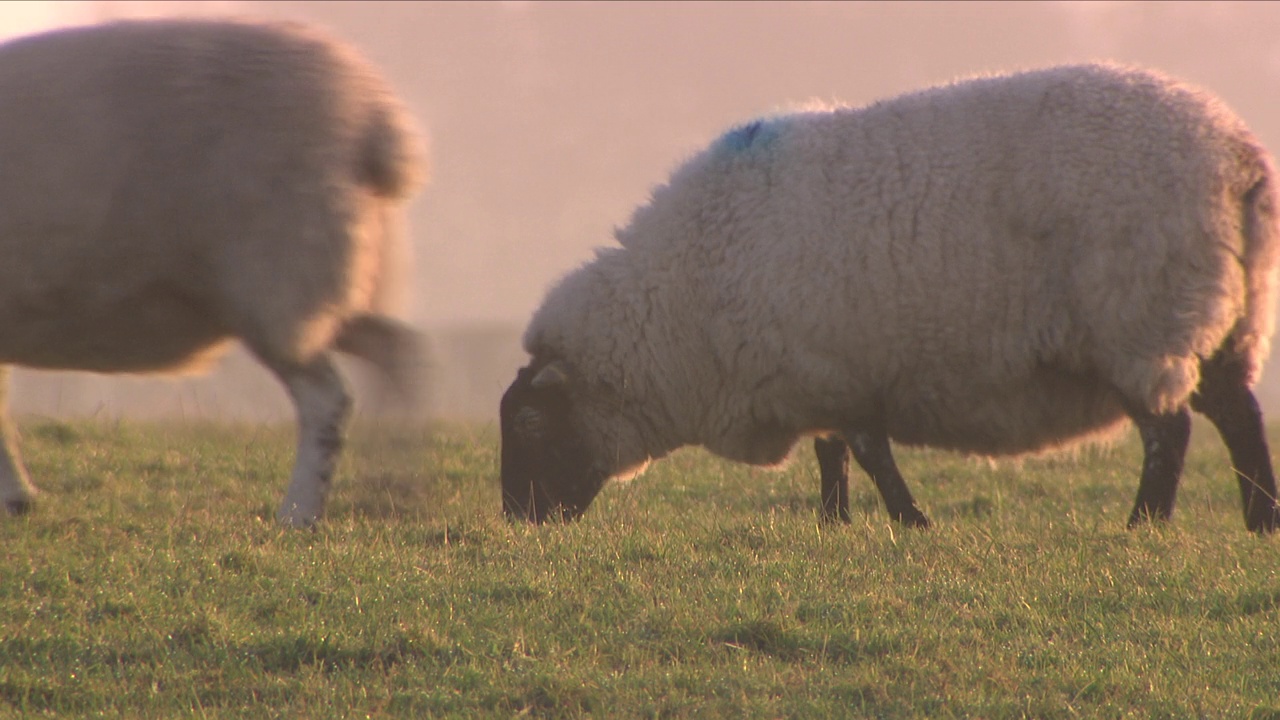 日出时吃草的羊视频素材
