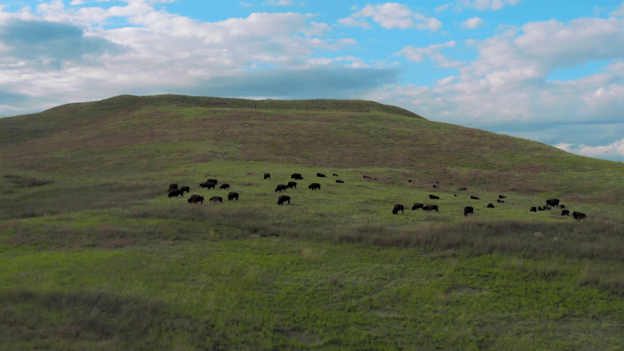 美国野牛，也被称为布法罗，在南达科他州卡斯特州立公园视频下载