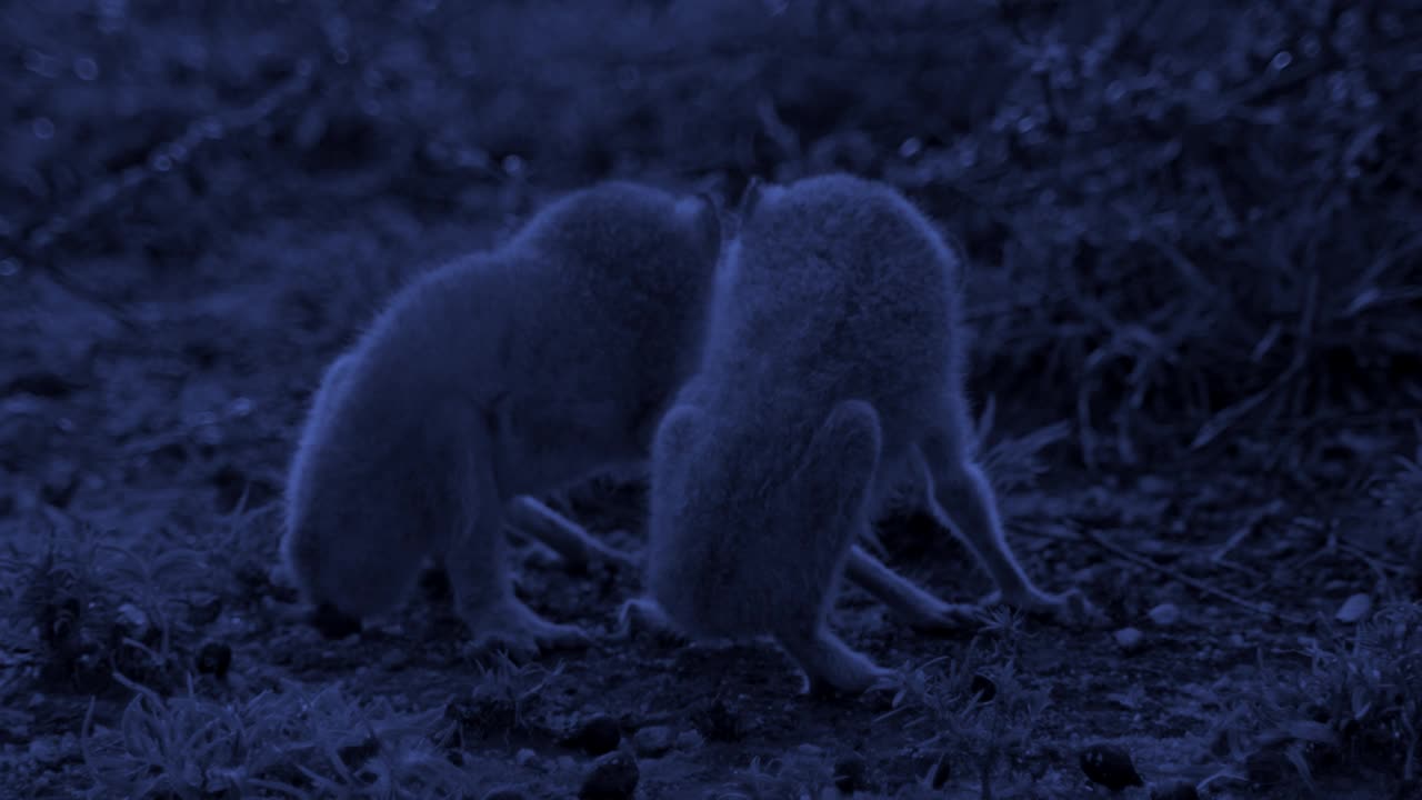 两只灰色细长的懒猴向灌木丛移动，争夺食物——广角镜头/聚焦前景视频下载