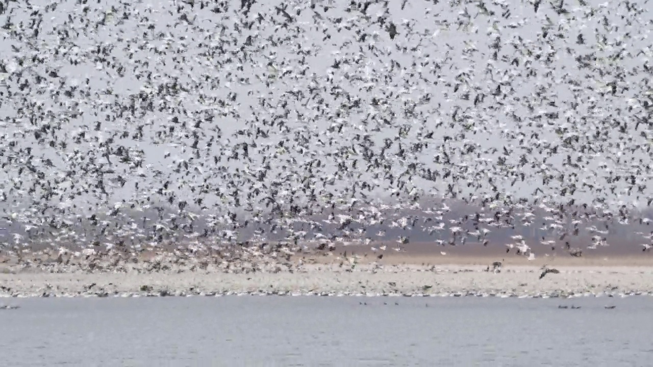 50万雪雁，密苏里州，黄土崖国家野生动物保护区。视频下载
