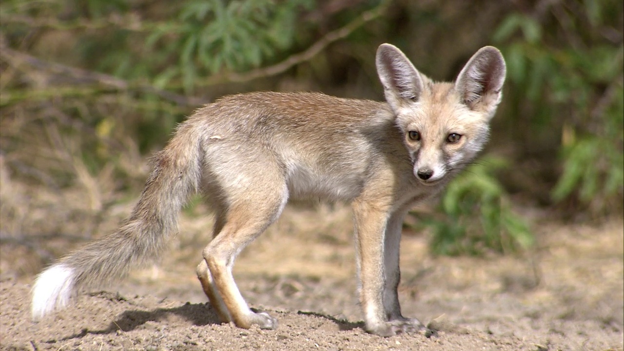 印度狐狸嗅了嗅，在半沙漠地区寻找食物，看起来很警觉视频素材