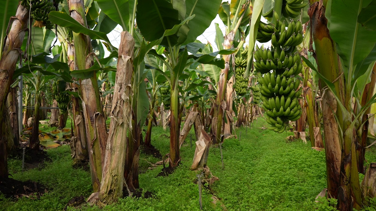 温室里的一串香蕉树。视频下载